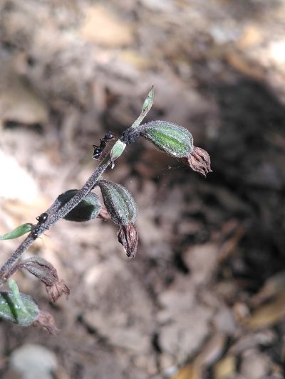 Epipactis microphylla, photographed by Yves Bas