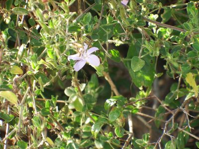 Barleria obtusa, photographed by Margaret Burger