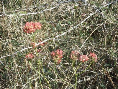 Kalanchoe rotundifolia, photographed by Margaret Burger