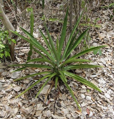 Agave decipiens, photographed by Kathy Richardson