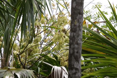 Thrinax radiata, photographed by Kathy Richardson