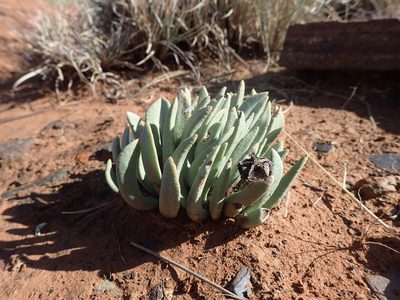 Hereroa wilmaniae, photographed by Mahomed Desai