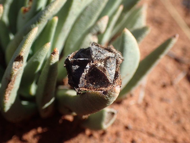 Hereroa wilmaniae, photographed by Mahomed Desai