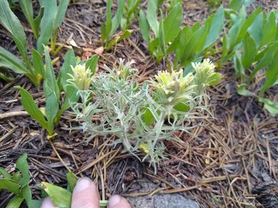Castilleja nana, photographed by John Brew