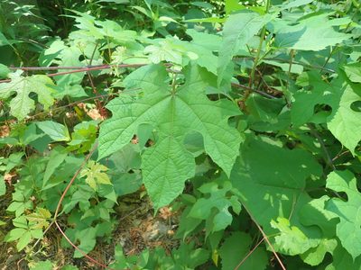 Vitis aestivalis, photographed by Lynn Harper