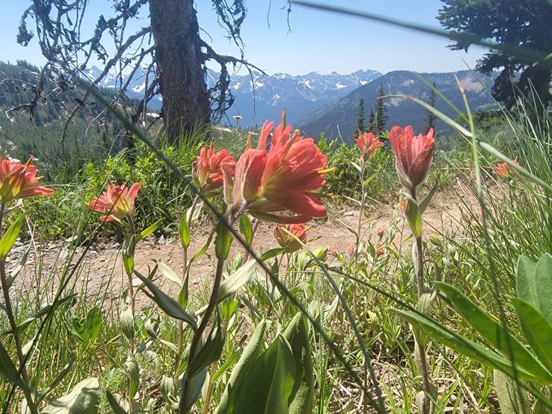 Castilleja elmeri, photographed by Christine Braaten