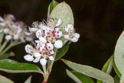 Aronia arbutifolia, photographed by Tom Field