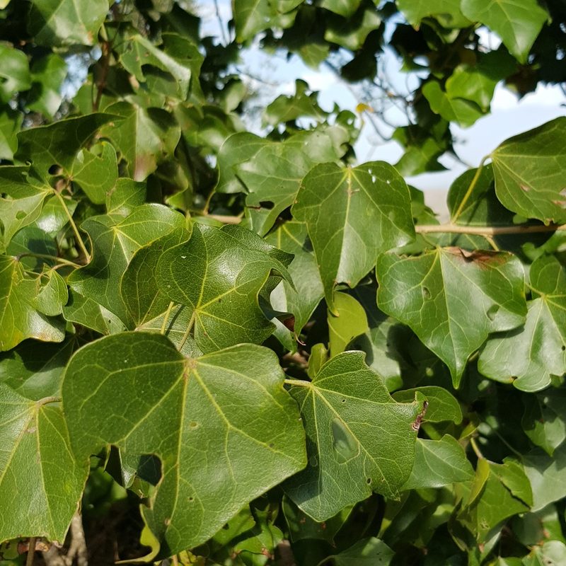 Thespesia acutiloba, photographed by Margaret Burger