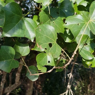 Thespesia acutiloba, photographed by Margaret Burger