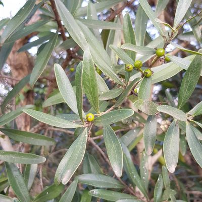 Euclea natalensis, photographed by Margaret Burger