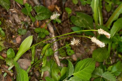 Carex fraseriana, photographed by Tom Field