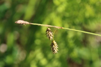 Carex castanea, photographed by er-birds