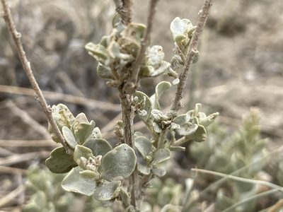 Atriplex obovata, photographed by Bobby McCabe