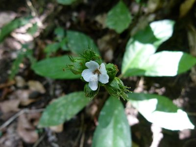 Pavonia fruticosa, photographed by botanygirl