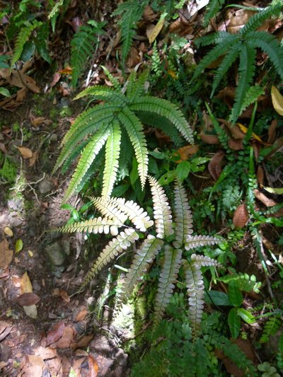 Adiantum pyramidale, photographed by botanygirl