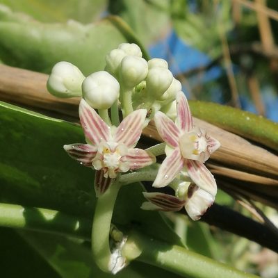 Cynanchum montevidense, photographed by Kozue Kawakami
