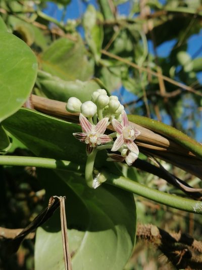 Cynanchum montevidense, photographed by Kozue Kawakami