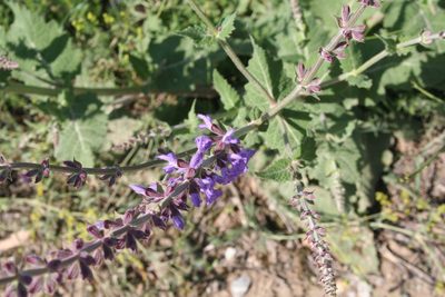 Salvia virgata, photographed by Edmundas Greimas