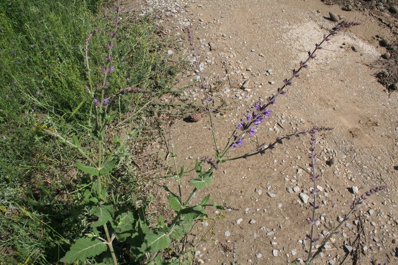 Salvia virgata, photographed by Edmundas Greimas