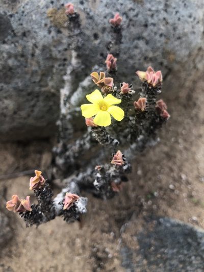 Oxalis virgosa, photographed by Ben Lyle Bedard