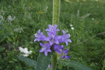 Campanula cervicaria, photographed by Оксана Серикова