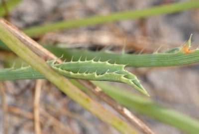 Eryngium aristulatum, photographed by Don Loarie
