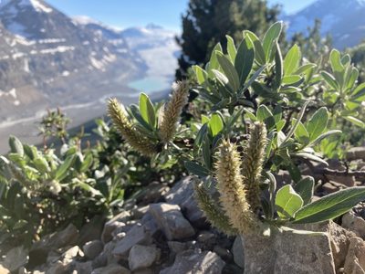 Salix barrattiana, photographed by Caleb Catto