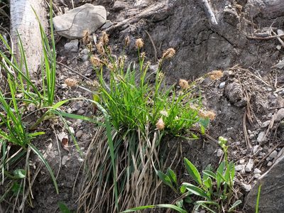 Carex sempervirens, photographed by Wolfgang Jauch