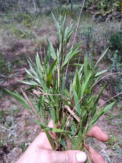 Dichanthelium ovale, photographed by Scott Ward