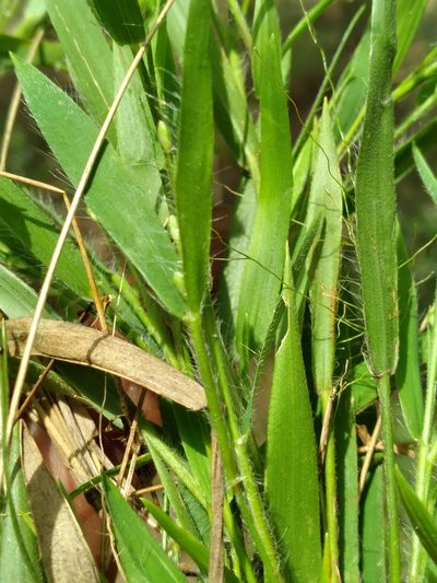 Dichanthelium ovale, photographed by Scott Ward
