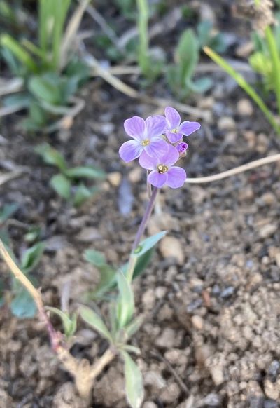 Boechera lyallii, photographed by Caleb Catto