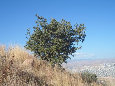 Quercus chihuahuensis, photographed by Leví Bernardo Martínez Reza