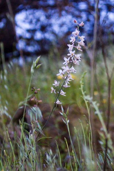 Delphinium hansenii, photographed by Ken-ichi Ueda