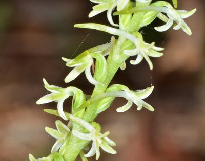 Platanthera transversa, photographed by Don Loarie