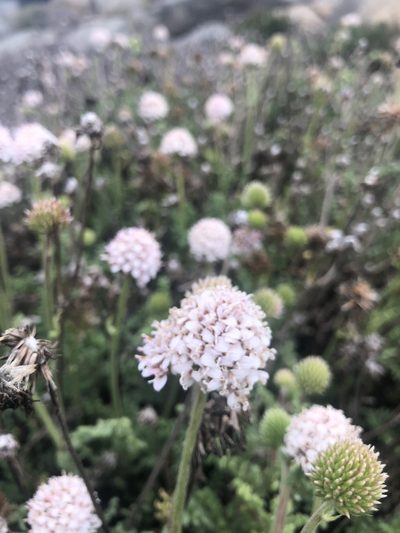 Polyachyrus poeppigii, photographed by Ben Lyle Bedard