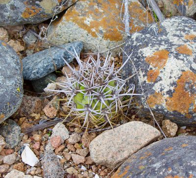 Leucostele chiloensis, photographed by Ben Lyle Bedard