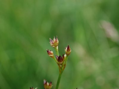 Juncus acutiflorus, photographed by Daniel Cahen