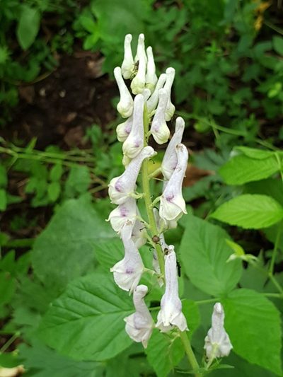 Aconitum orientale, photographed by Дауд Арсанукаев