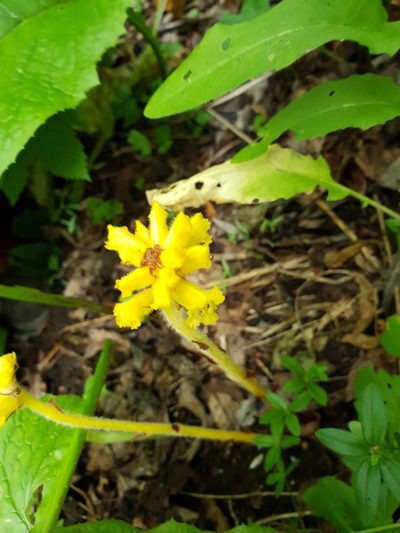 Orobanche flava, photographed by Дауд Арсанукаев