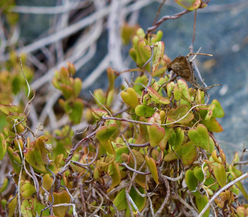 Diplolepis boerhaviifolia, photographed by Ben Lyle Bedard