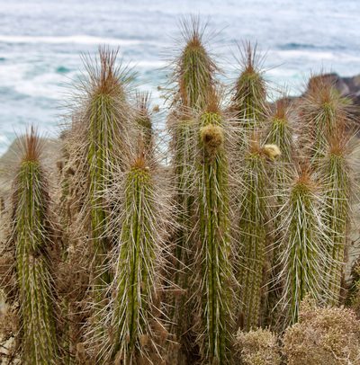 Eulychnia breviflora, photographed by Ben Lyle Bedard