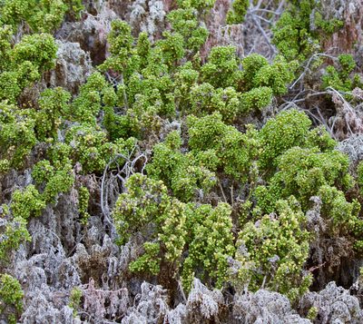 Nolana divaricata, photographed by Ben Lyle Bedard