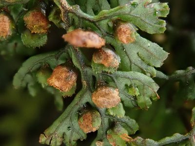 Hymenophyllum tunbrigense, photographed by Daniel Cahen
