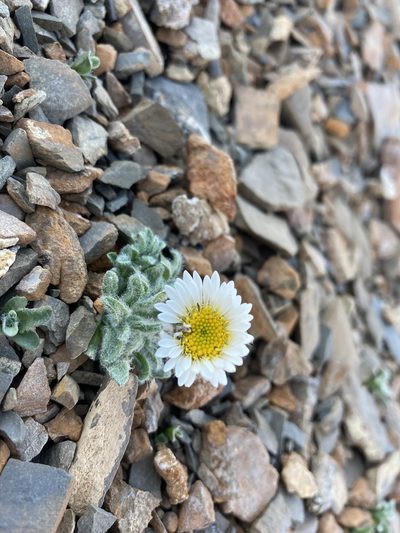 Erigeron lanatus, photographed by Caleb Catto