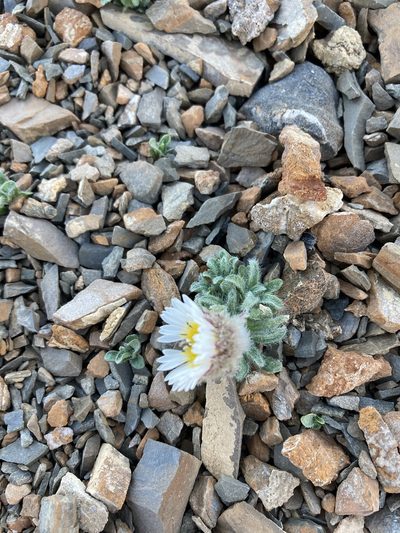 Erigeron lanatus, photographed by Caleb Catto