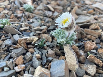 Erigeron lanatus, photographed by Caleb Catto
