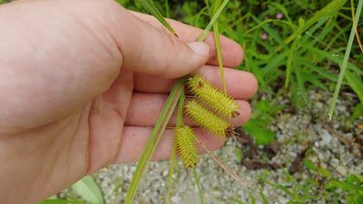 Carex hystericina, photographed by Ryan Sorrells