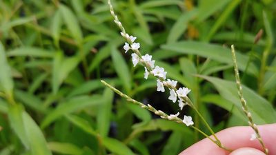 Persicaria hydropiperoides, photographed by Ryan Sorrells