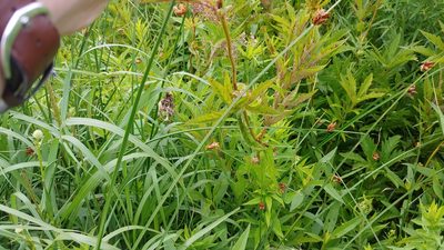 Filipendula rubra, photographed by Ryan Sorrells