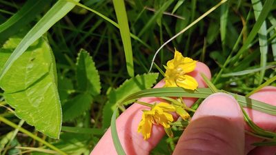 Lysimachia quadriflora, photographed by Ryan Sorrells